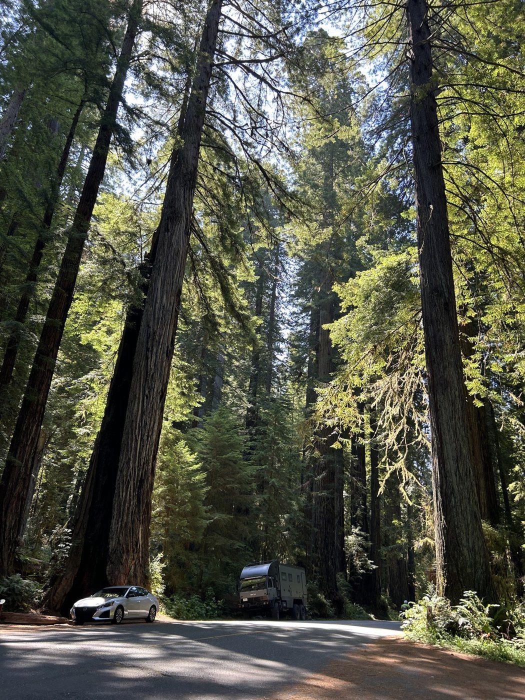 Redwood National Park