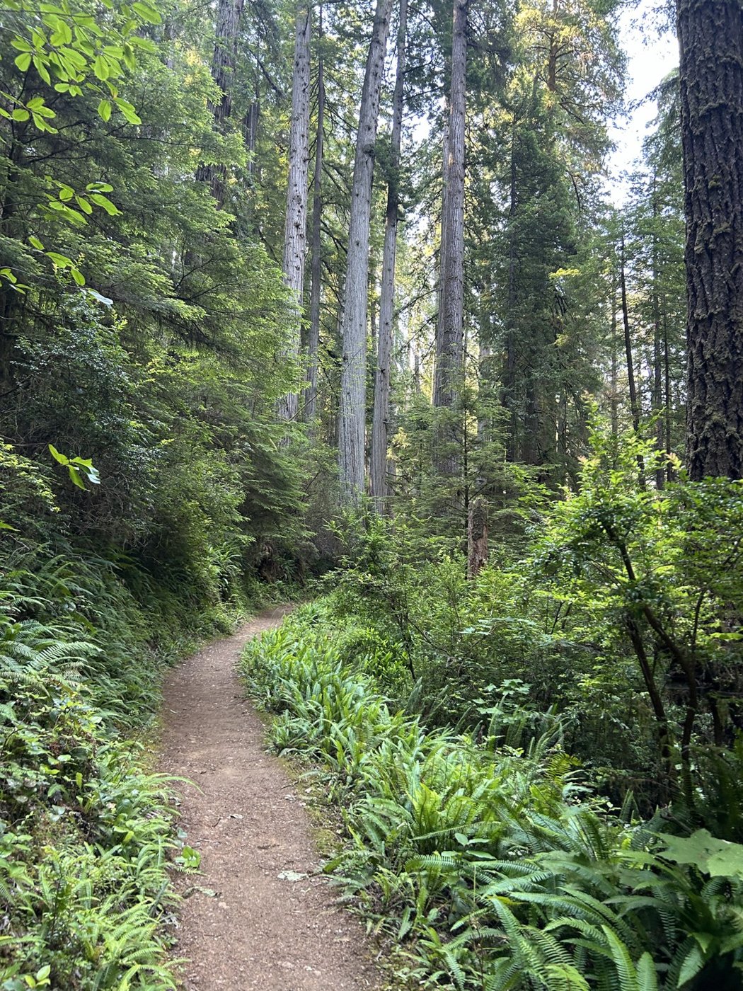 Redwood National Park