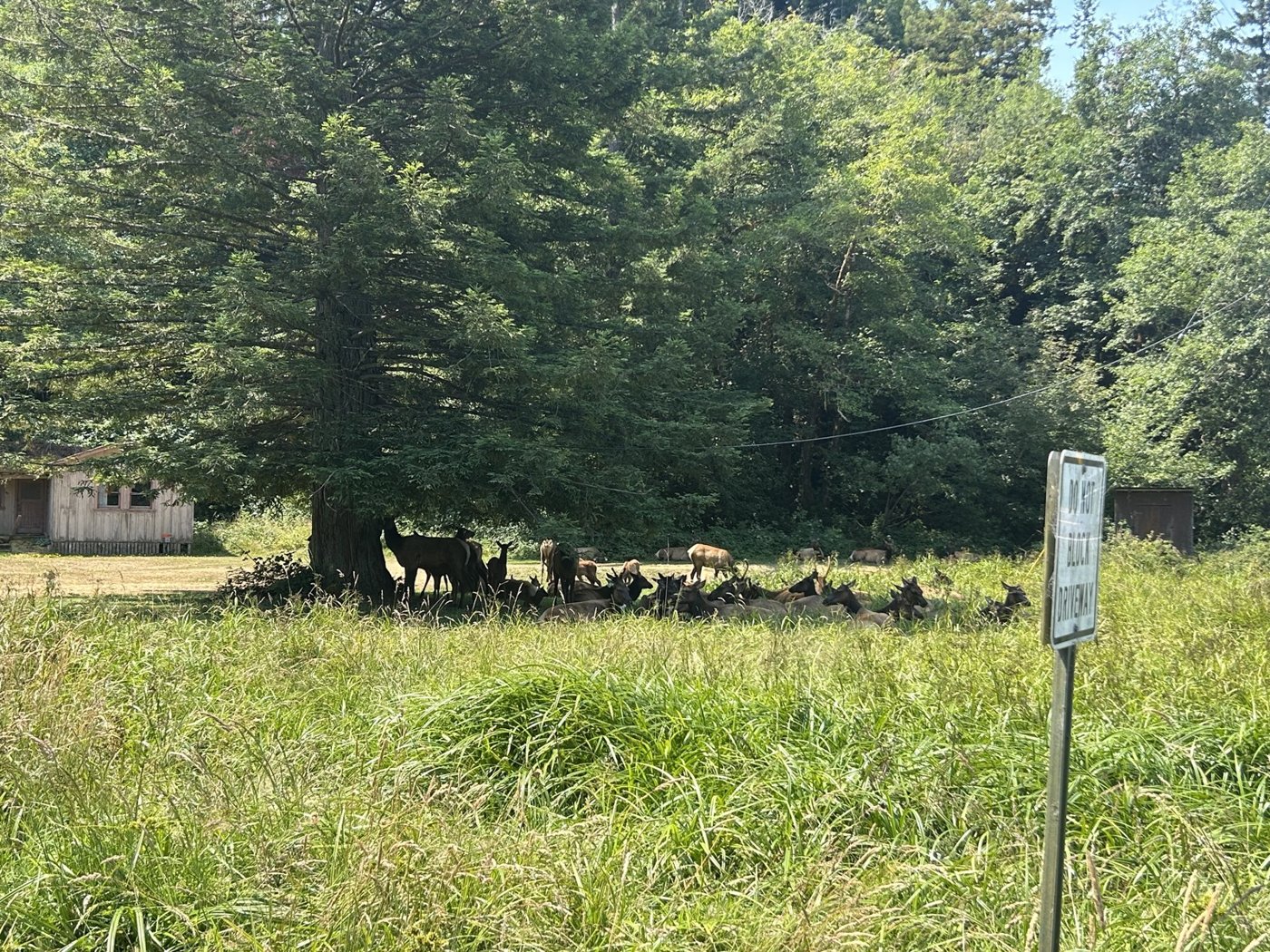 Elk Meadow, Redwoods