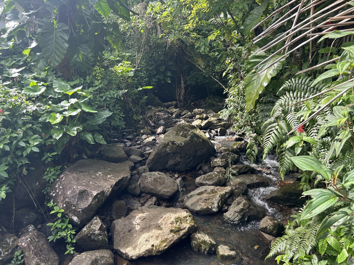 El Yunque National Forest